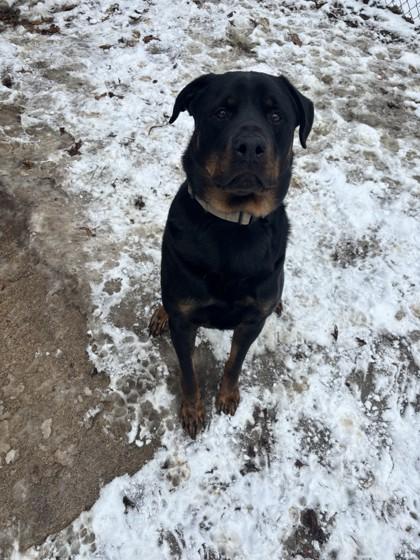 Zeus, adopted, Adult Male Rottweiler.