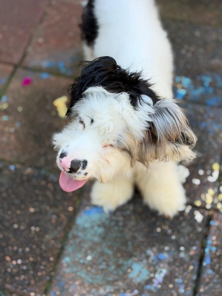 Enlarge Lorian, a Adoptable mixed breed in Troy, VA image 1/6