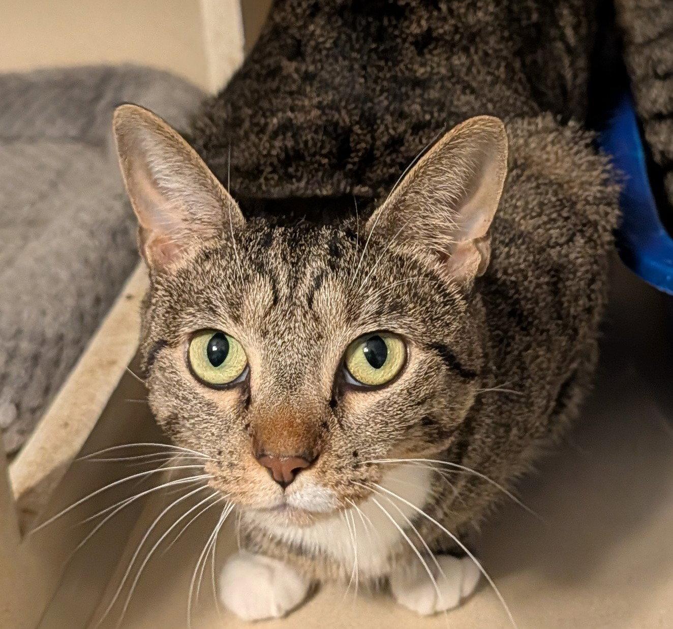 Wanda, Adoptable, Adult Female Domestic Short Hair.
