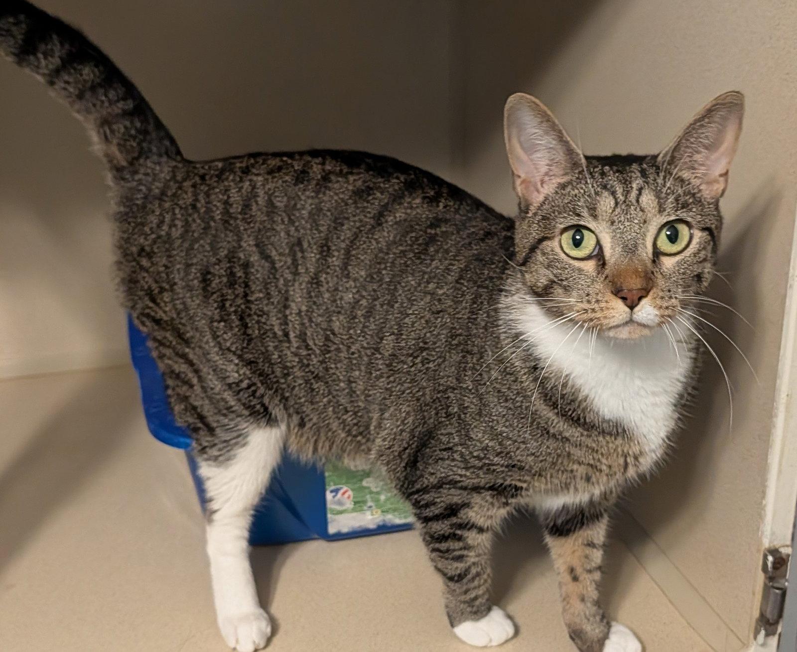 Enlarge Wanda, a Adoptable Domestic Short Hair in Pompano Beach, FL image 2/3