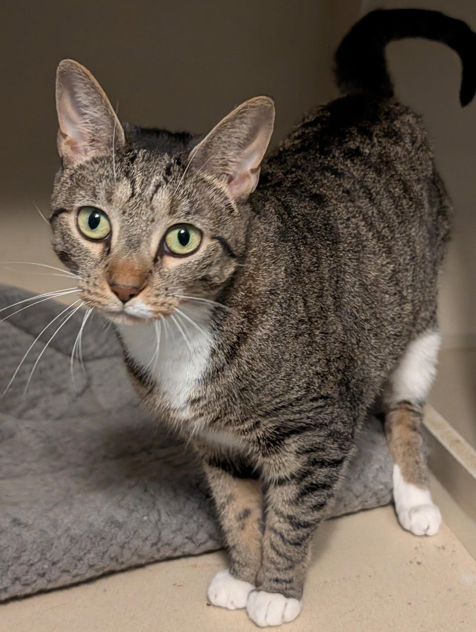Enlarge Wanda, a Adoptable Domestic Short Hair in Pompano Beach, FL image 3/3