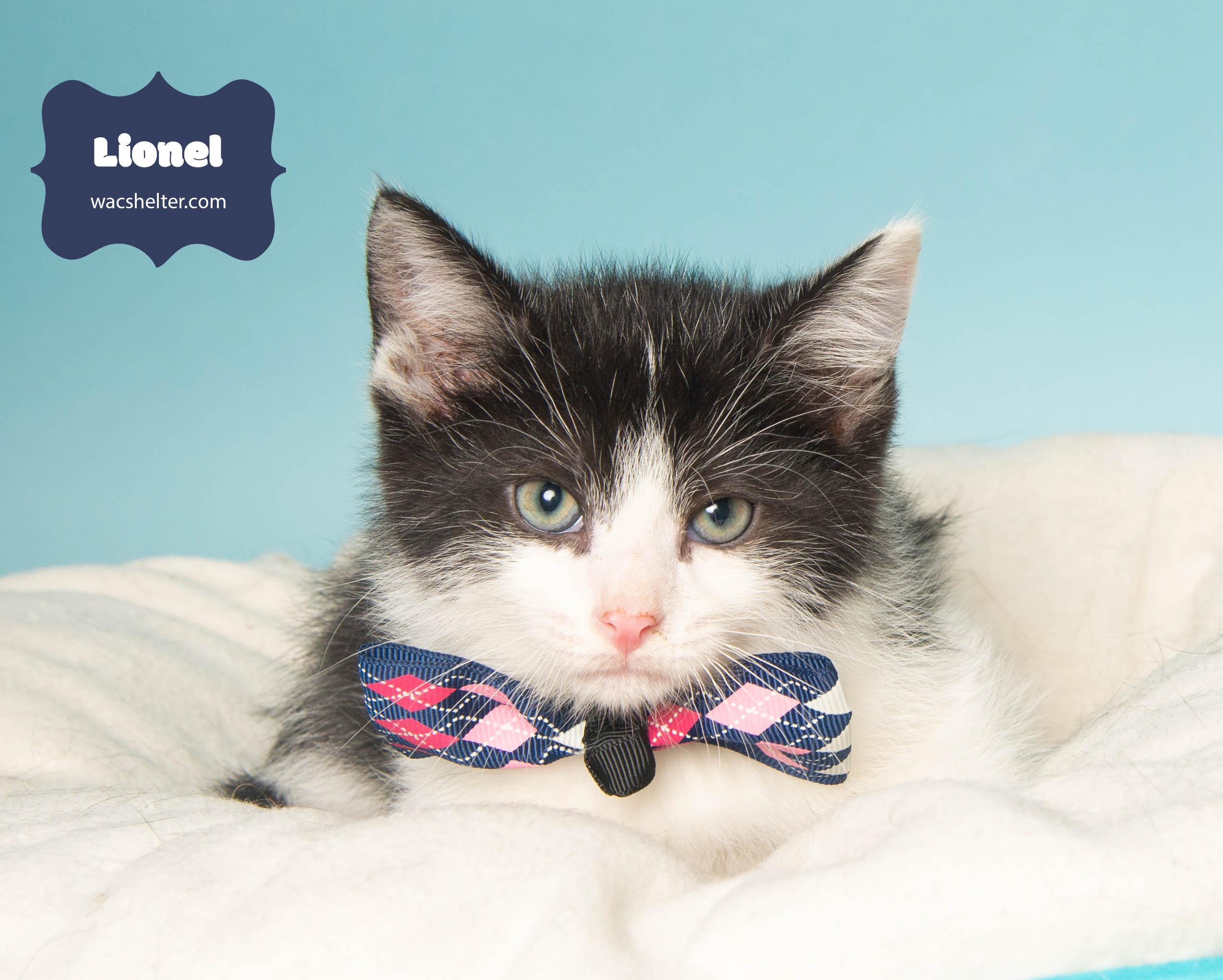 LIONEL (Loves to play), a Adoptable Domestic Short Hair in Wyandotte, MI image 2/3