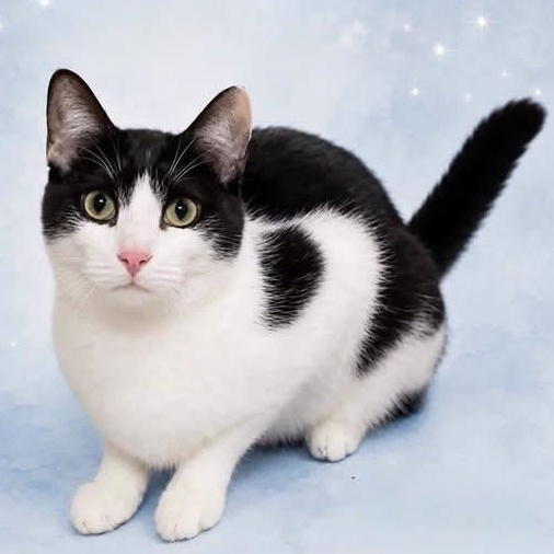 LIONEL (Profile update), Adoptable, Young Male Domestic Short Hair.