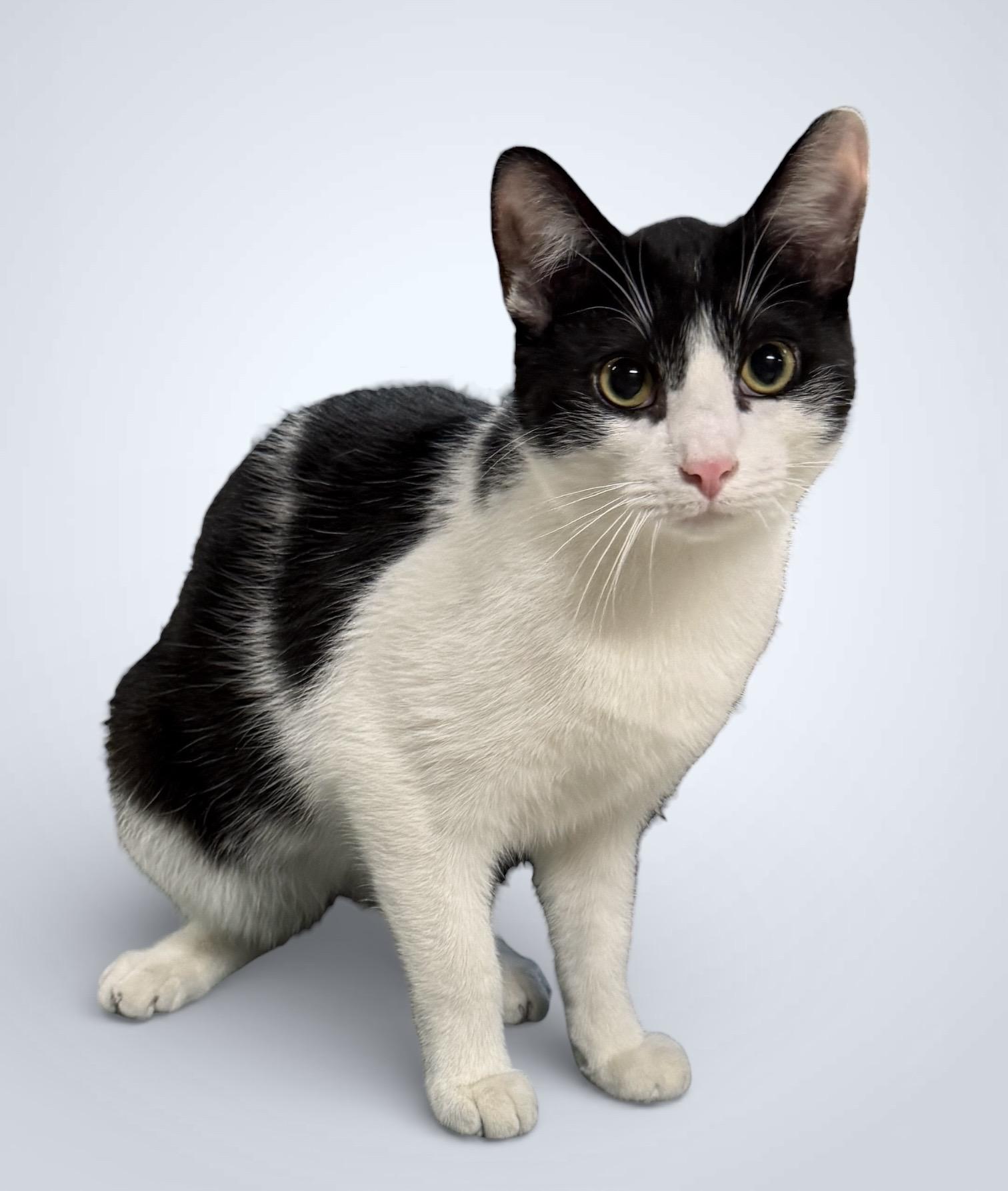 LIONEL (Loves to play), Adoptable, Young Male Domestic Short Hair.