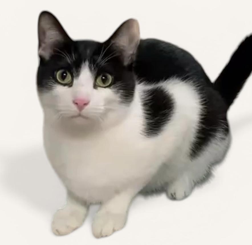 LIONEL (Profile update), Adoptable, Young Male Domestic Short Hair.