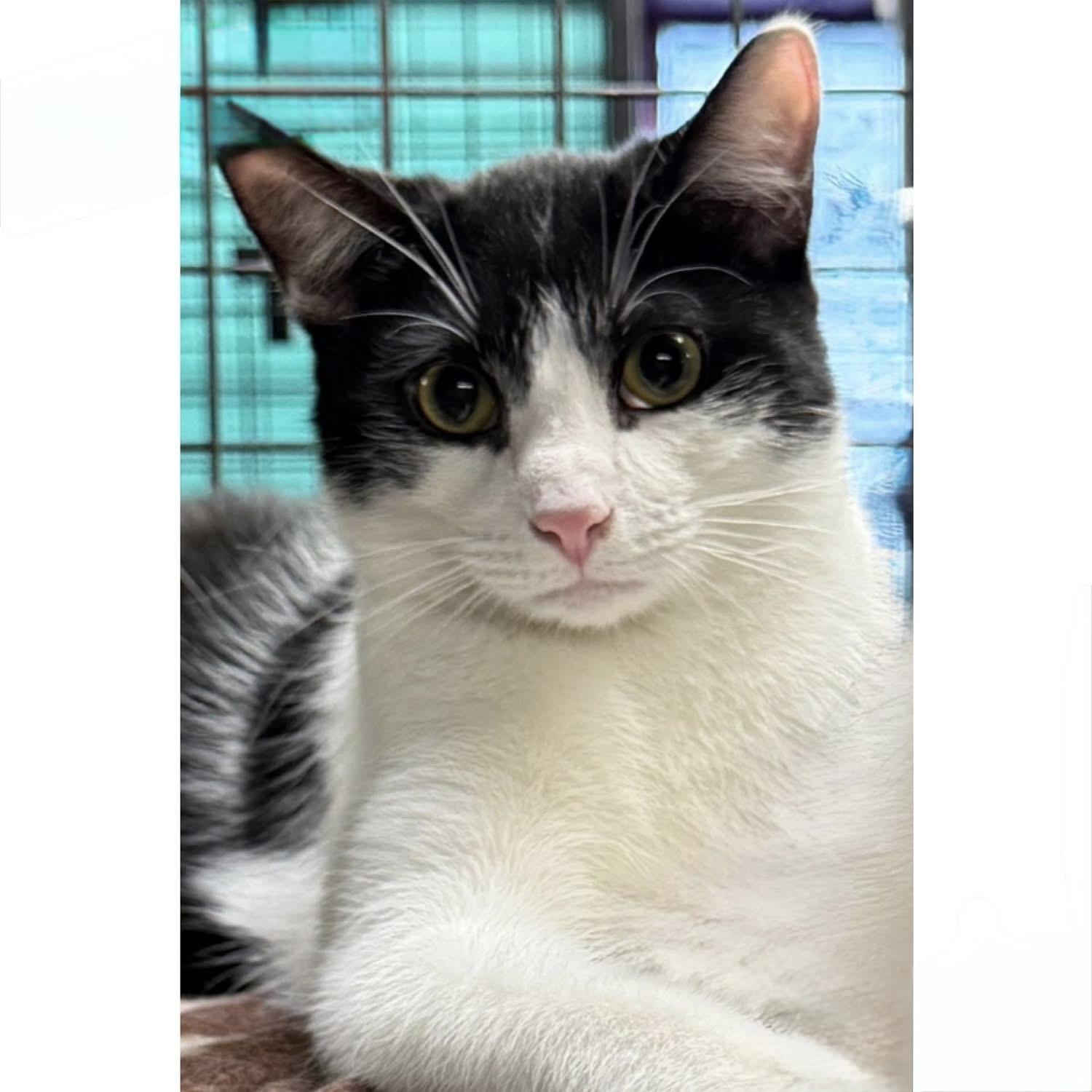 LIONEL (Profile update), Adoptable, Young Male Domestic Short Hair.