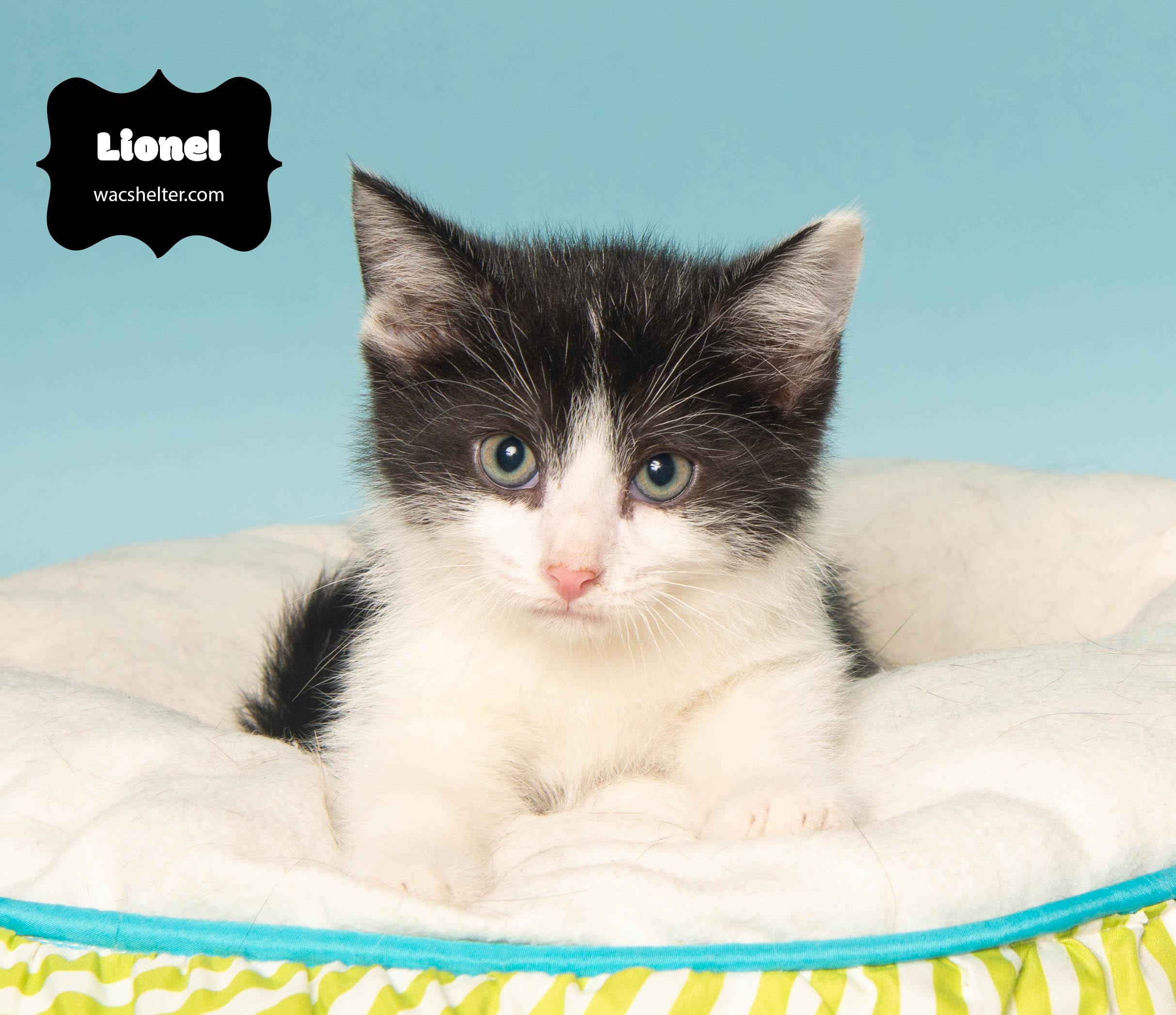 LIONEL (Loves to play), Adoptable, Young Male Domestic Short Hair.
