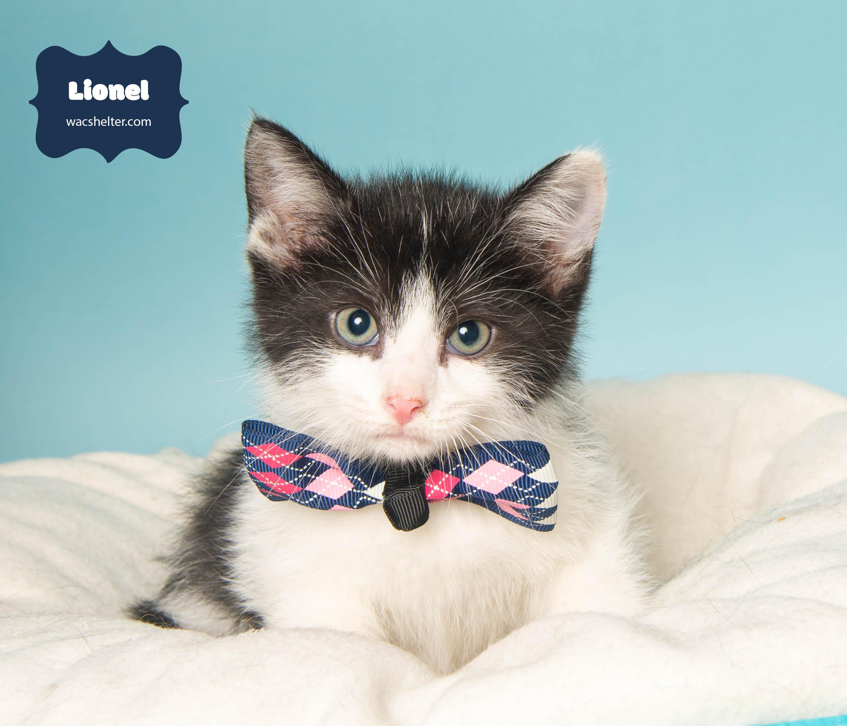 LIONEL (Loves to play), a Adoptable Domestic Short Hair in Wyandotte, MI image 3/3