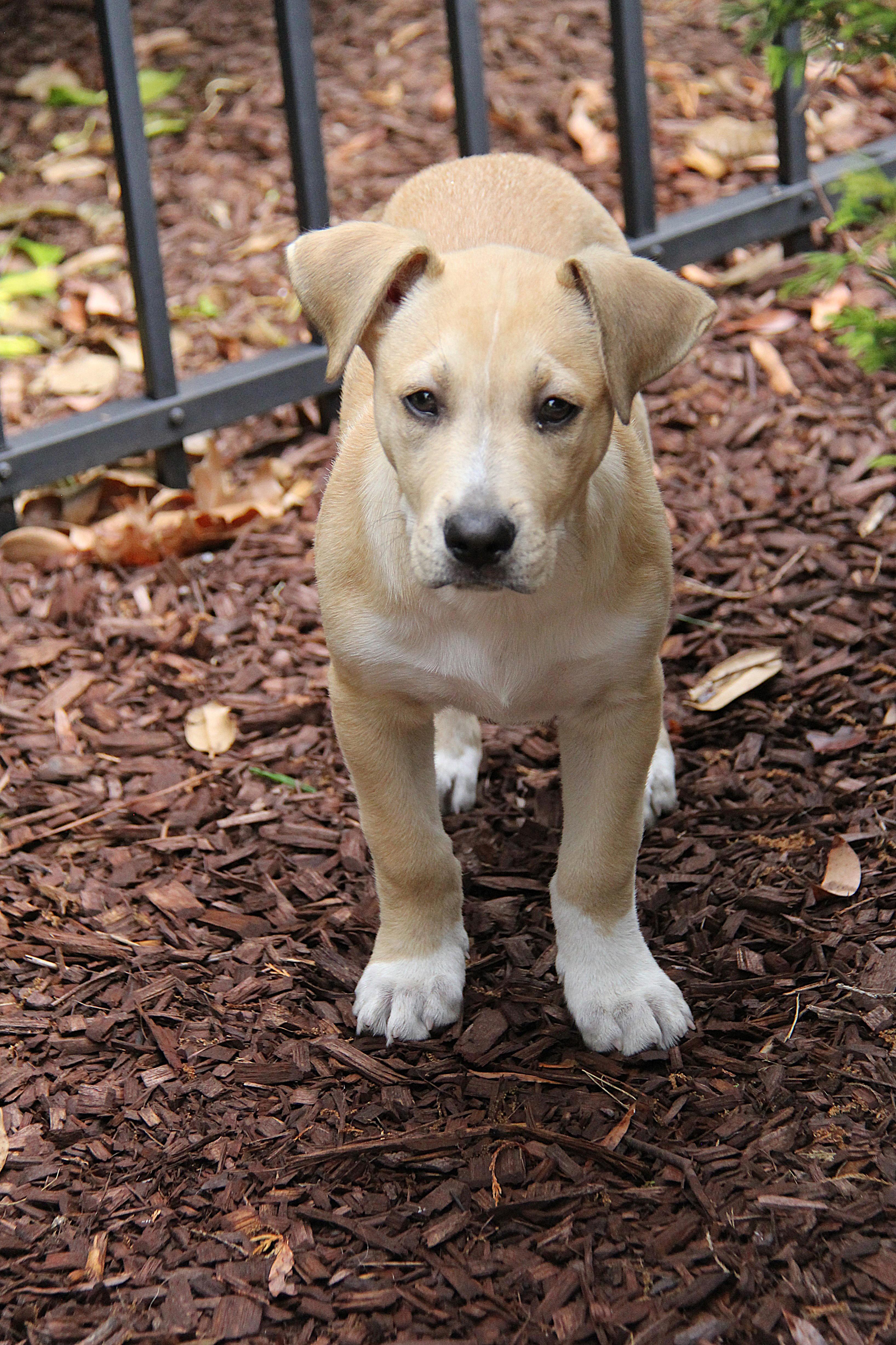 Enlarge Cruz, a Adoptable mixed breed in Monroe, NC image 4/5