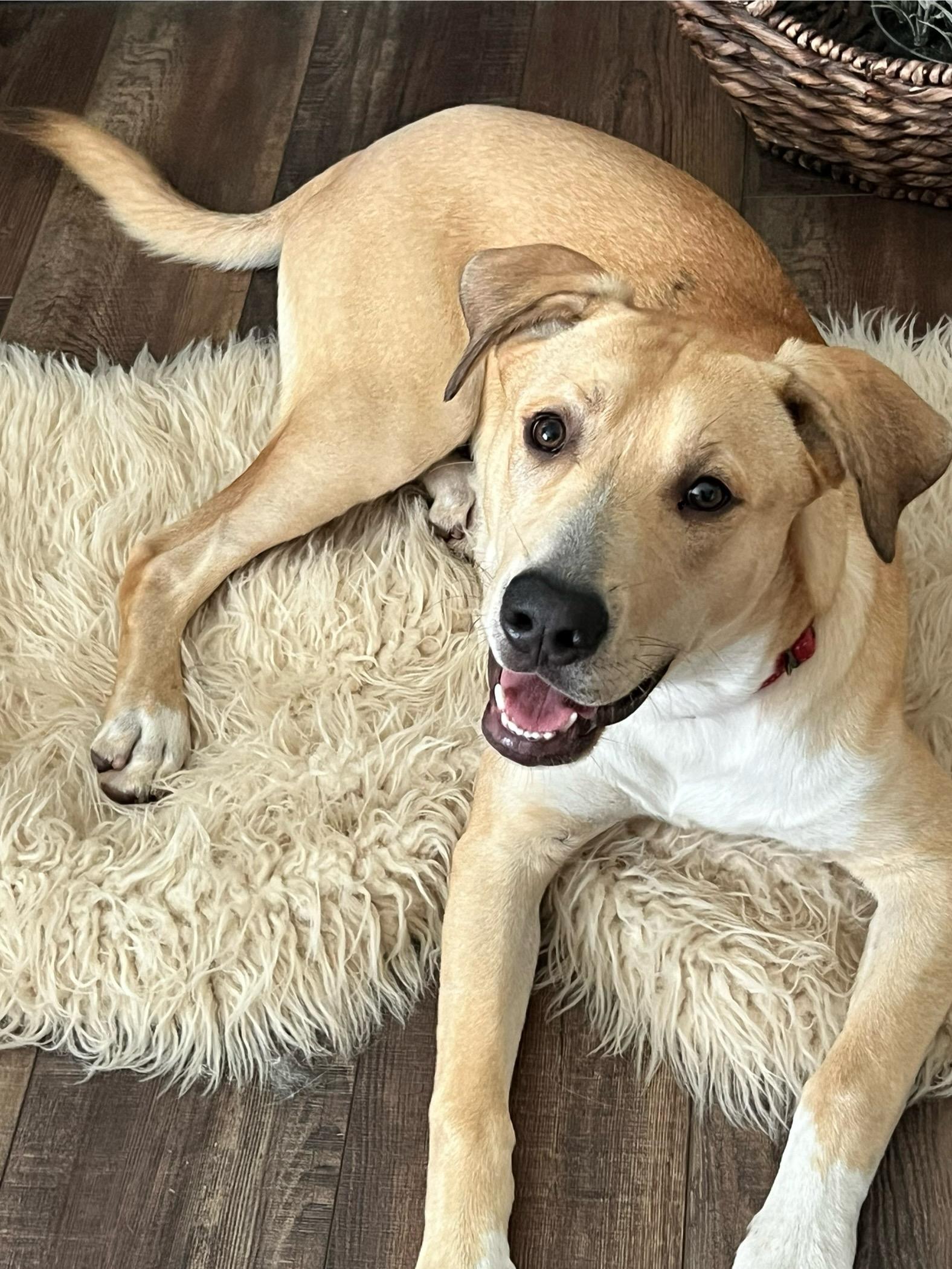 Enlarge Cruz, a Adoptable mixed breed in Monroe, NC image 2/5