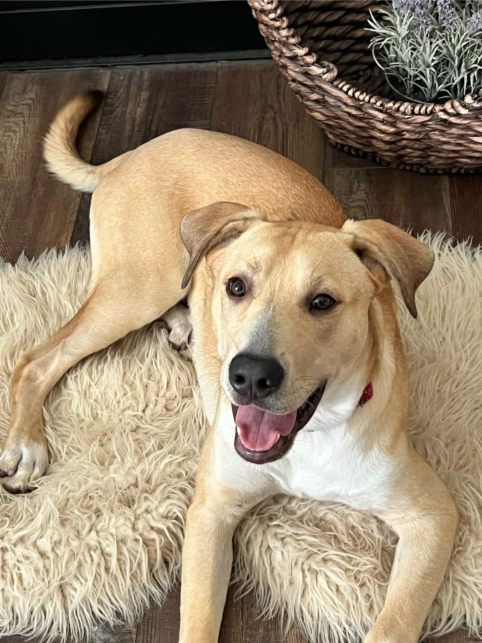 Enlarge Cruz, a Adoptable mixed breed in Monroe, NC image 3/5