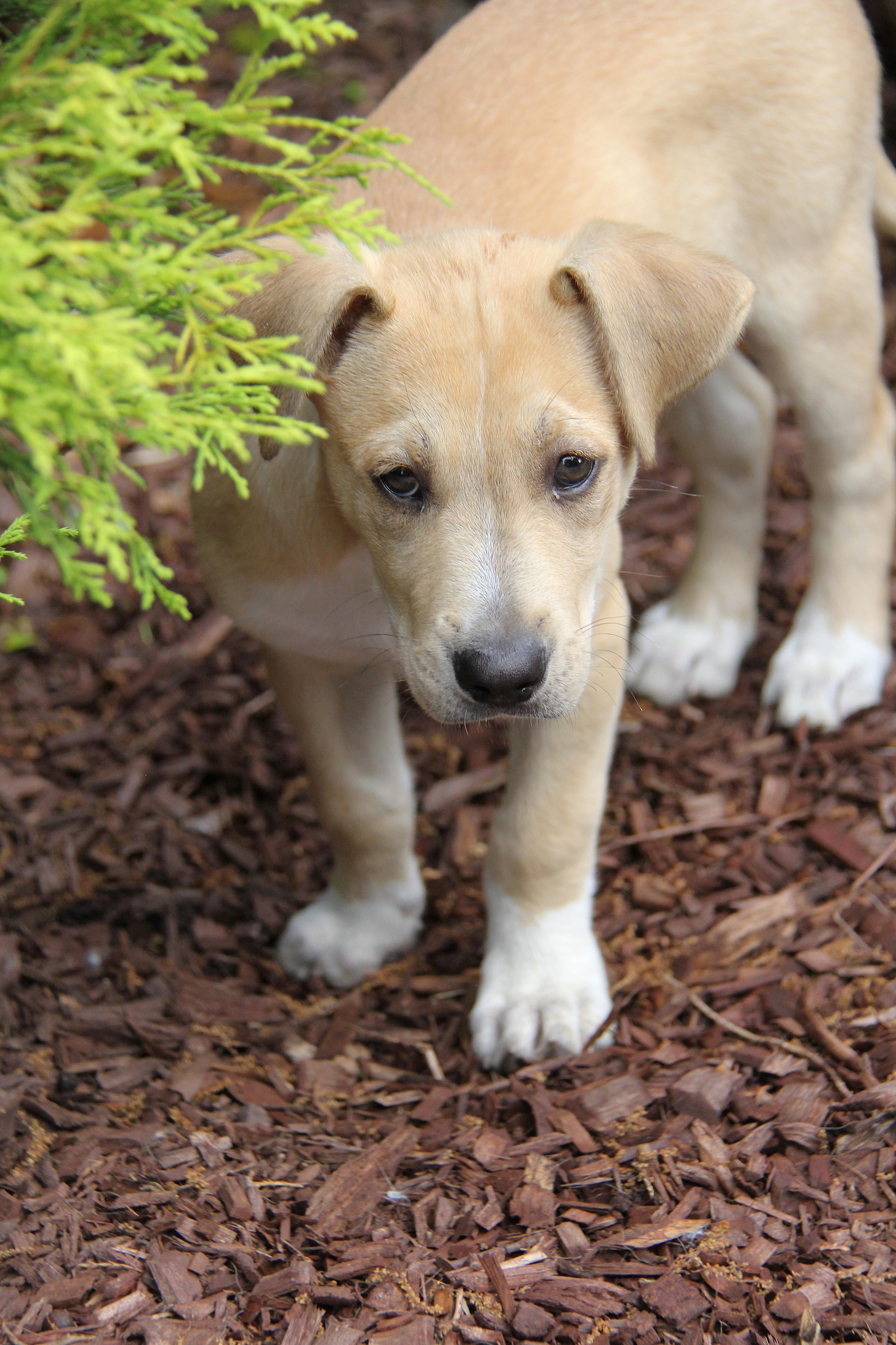 Enlarge Cruz, a Adoptable mixed breed in Monroe, NC image 5/5