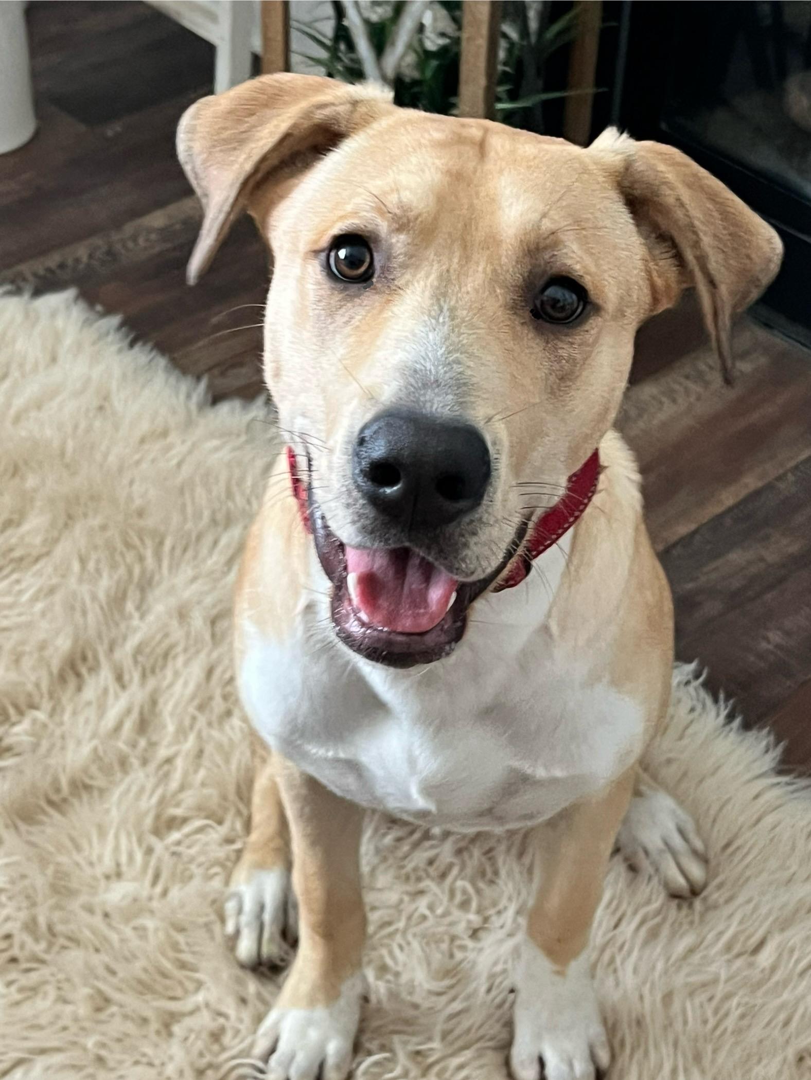 Cruz, Adoptable, Young Male Terrier.