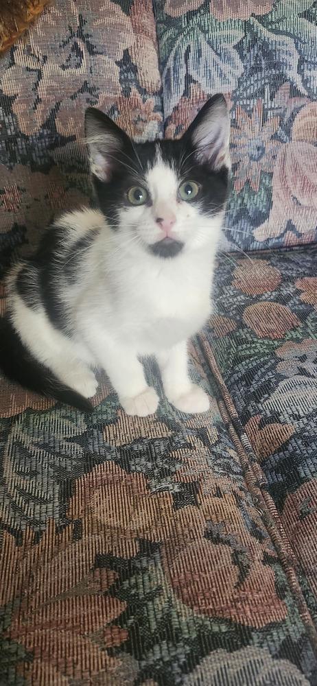 Panda, Adoptable, Kitten Male Domestic Short Hair.