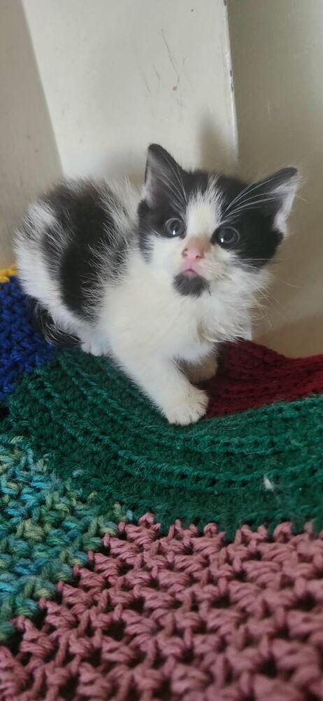 Enlarge Panda, a Adoptable Domestic Short Hair in Henrico, VA image 2/3