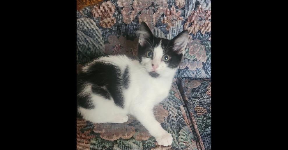 Enlarge Panda, a Adoptable Domestic Short Hair in Henrico, VA image 3/3