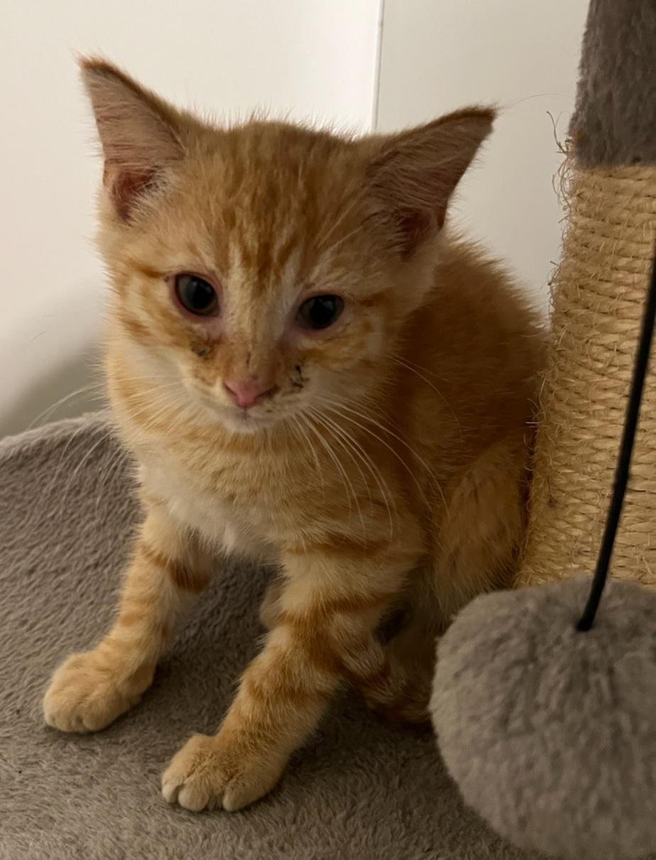 Milo, an adopted Domestic Short Hair in St. Marys, WV image 2/2