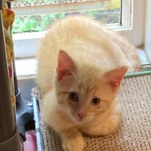 Milo, adopted, Kitten Male Domestic Short Hair.