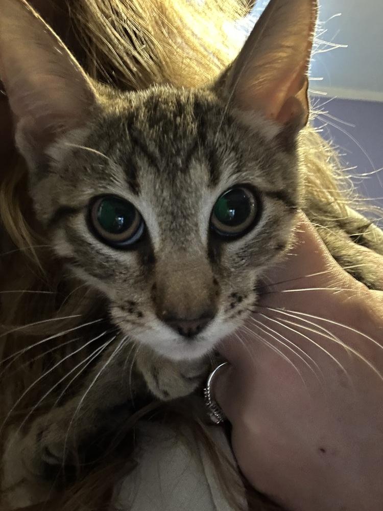 Enlarge Mack(erel), a Adoptable mixed breed in Virginia Beach, VA image 1/1