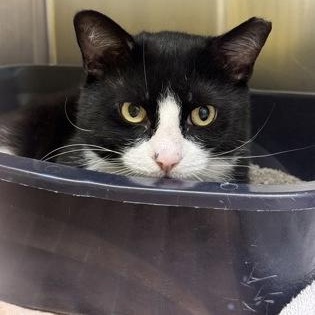 Teddy, ADOPTABLE, Adult Male Domestic Short Hair.