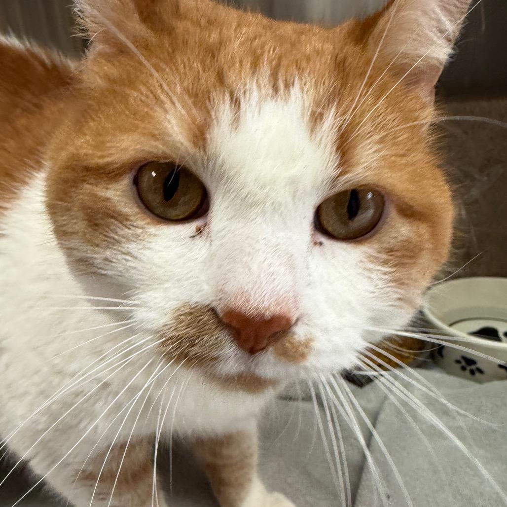 Enlarge Ollie, a Adoptable Domestic Short Hair in Philadelphia, PA image 4/4