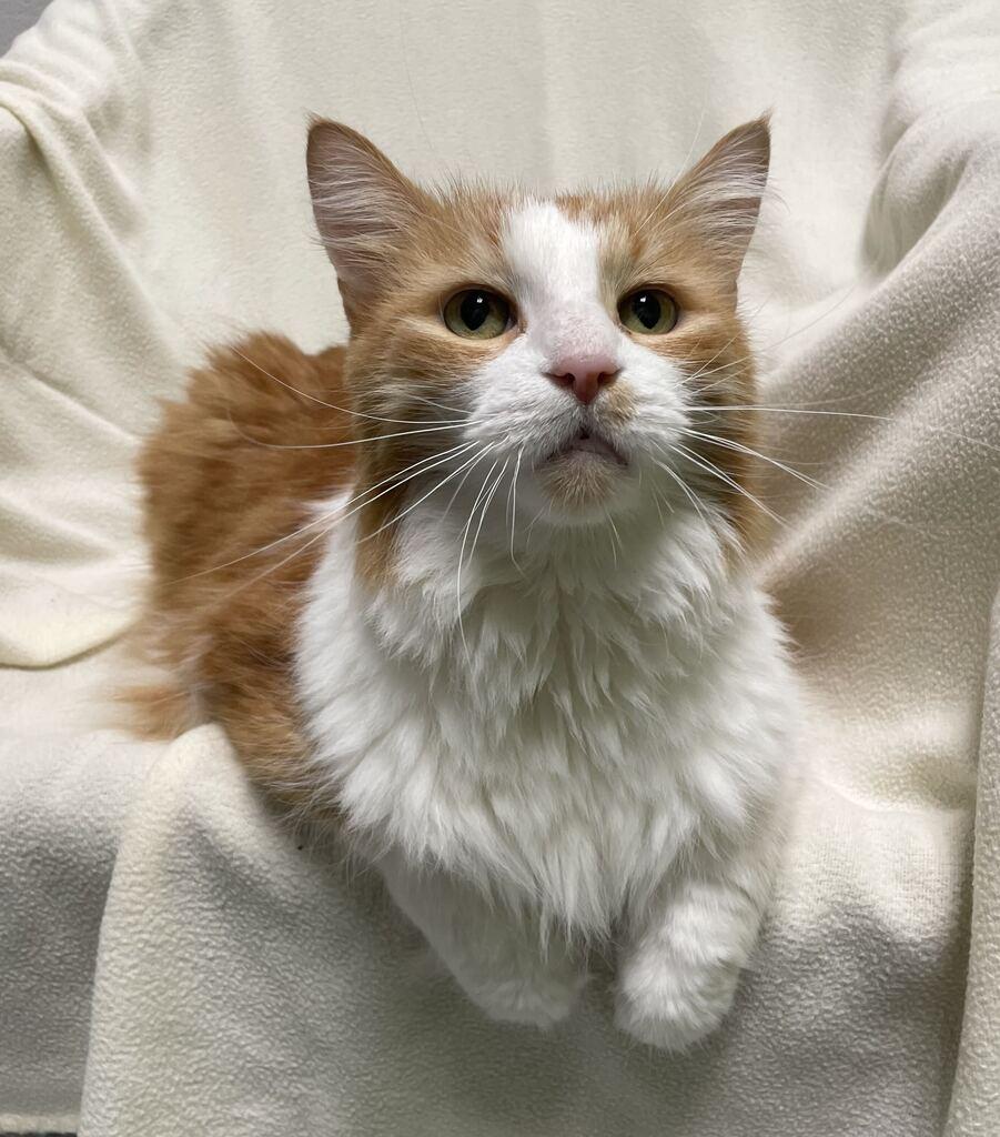 Enlarge Finnick, a Adoptable Domestic Long Hair in Jackson, MI image 1/6