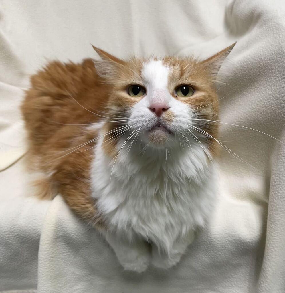 Enlarge Finnick, a Adoptable Domestic Long Hair in Jackson, MI image 2/6