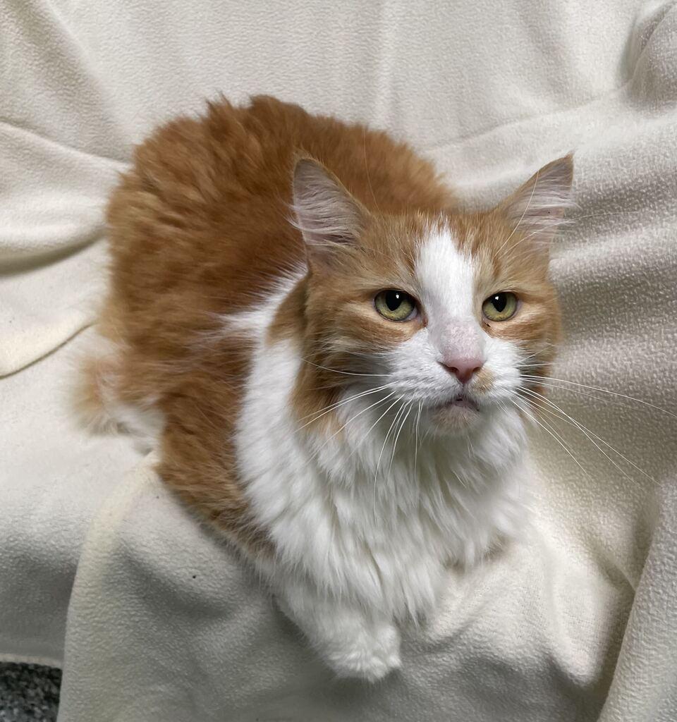Enlarge Finnick, a Adoptable Domestic Long Hair in Jackson, MI image 5/6