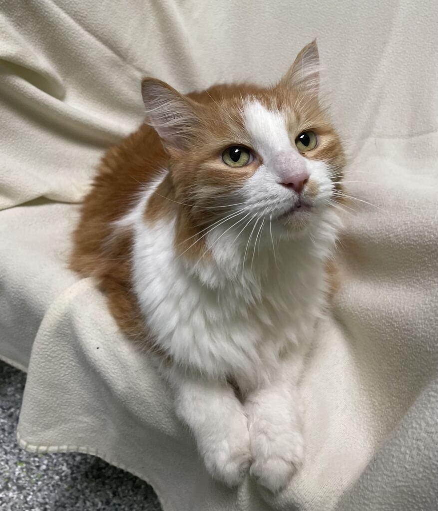 Enlarge Finnick, a Adoptable Domestic Long Hair in Jackson, MI image 4/6