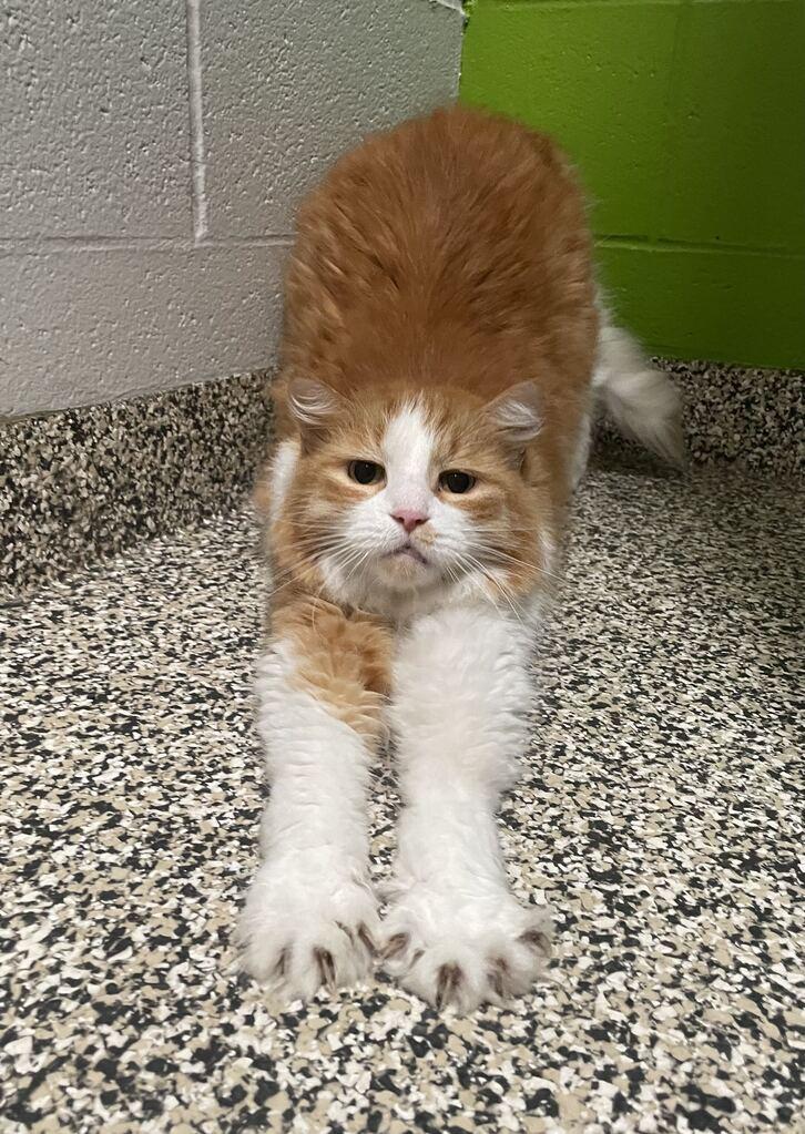 Enlarge Finnick, a Adoptable Domestic Long Hair in Jackson, MI image 6/6