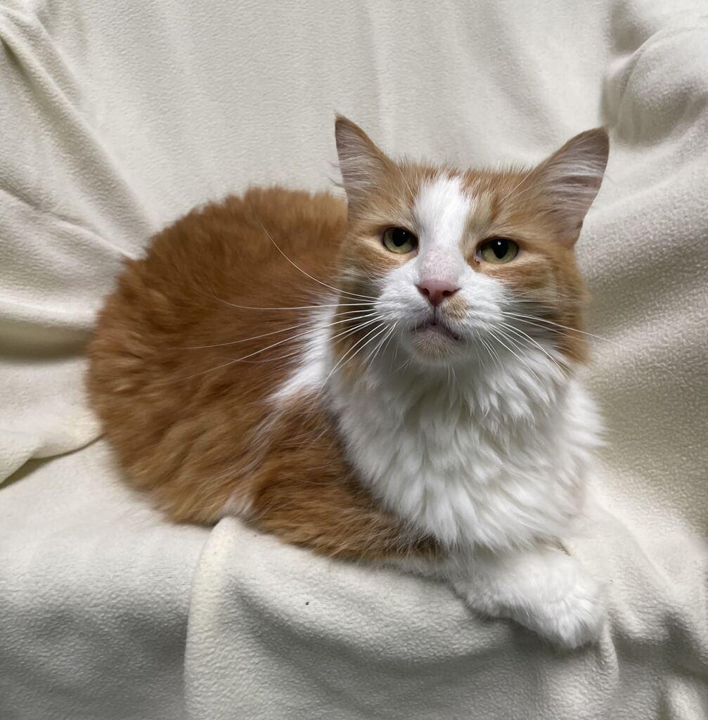 Enlarge Finnick, a Adoptable Domestic Long Hair in Jackson, MI image 3/6