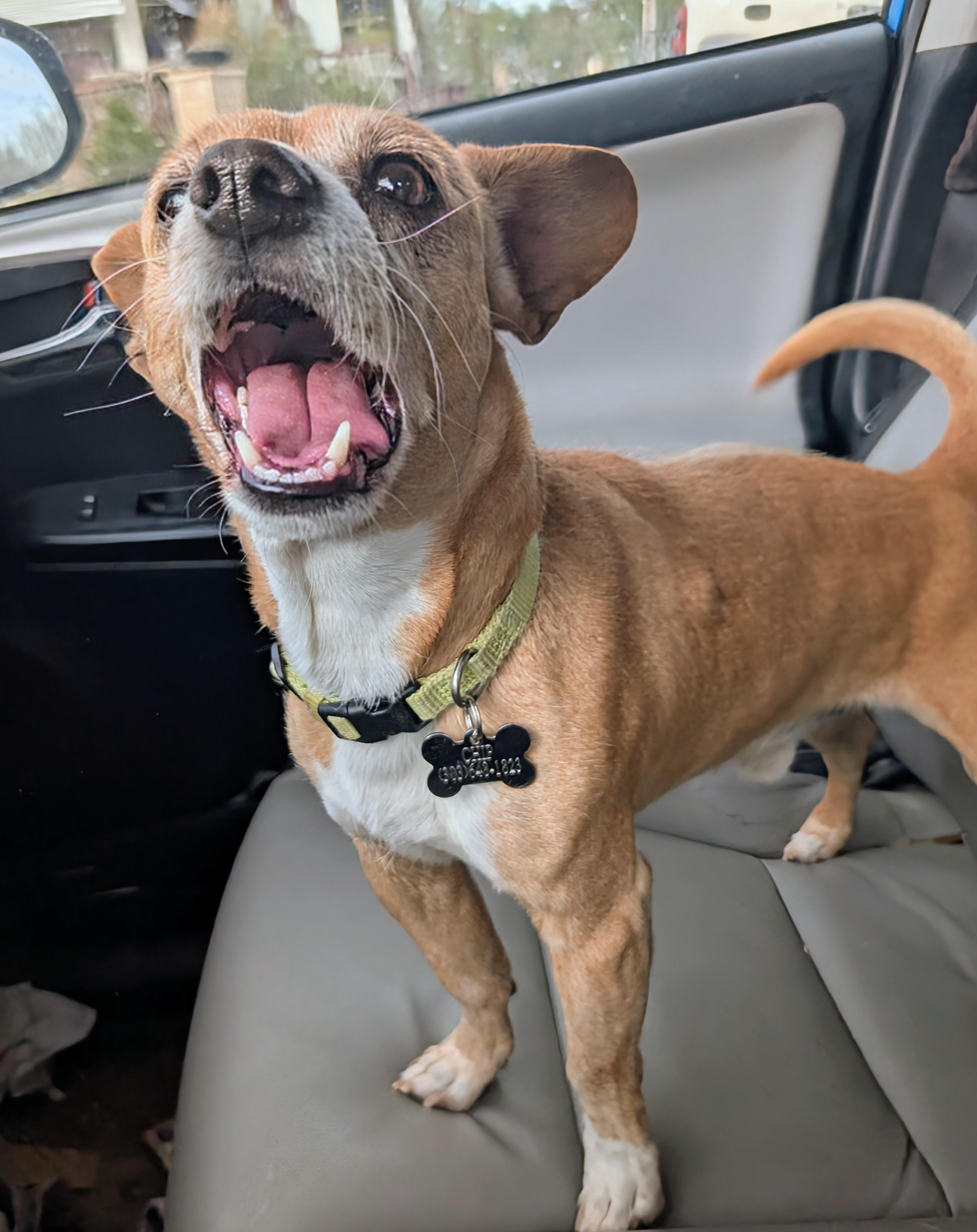 chip, a ADOPTABLE mixed breed in Saint David, AZ image 4/6