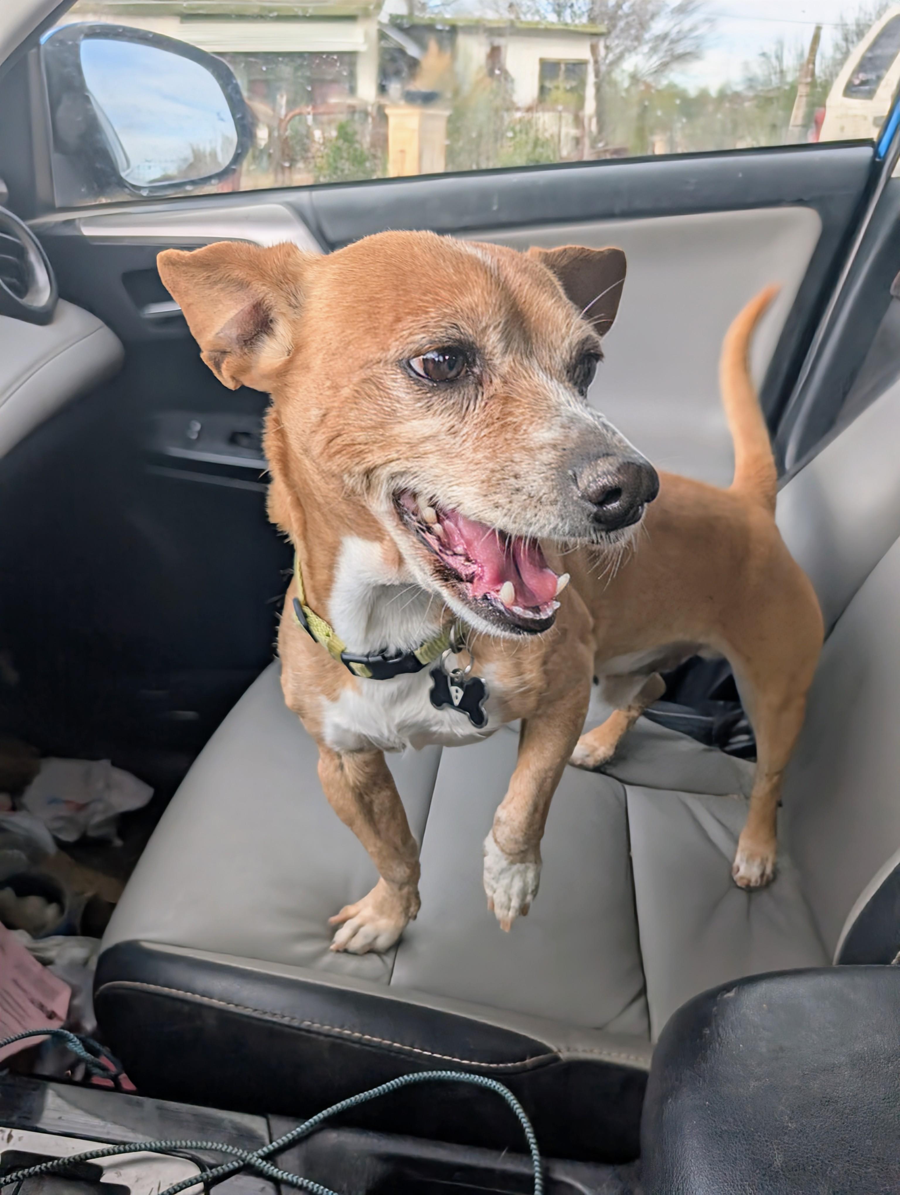 chip, a ADOPTABLE mixed breed in Saint David, AZ image 3/6