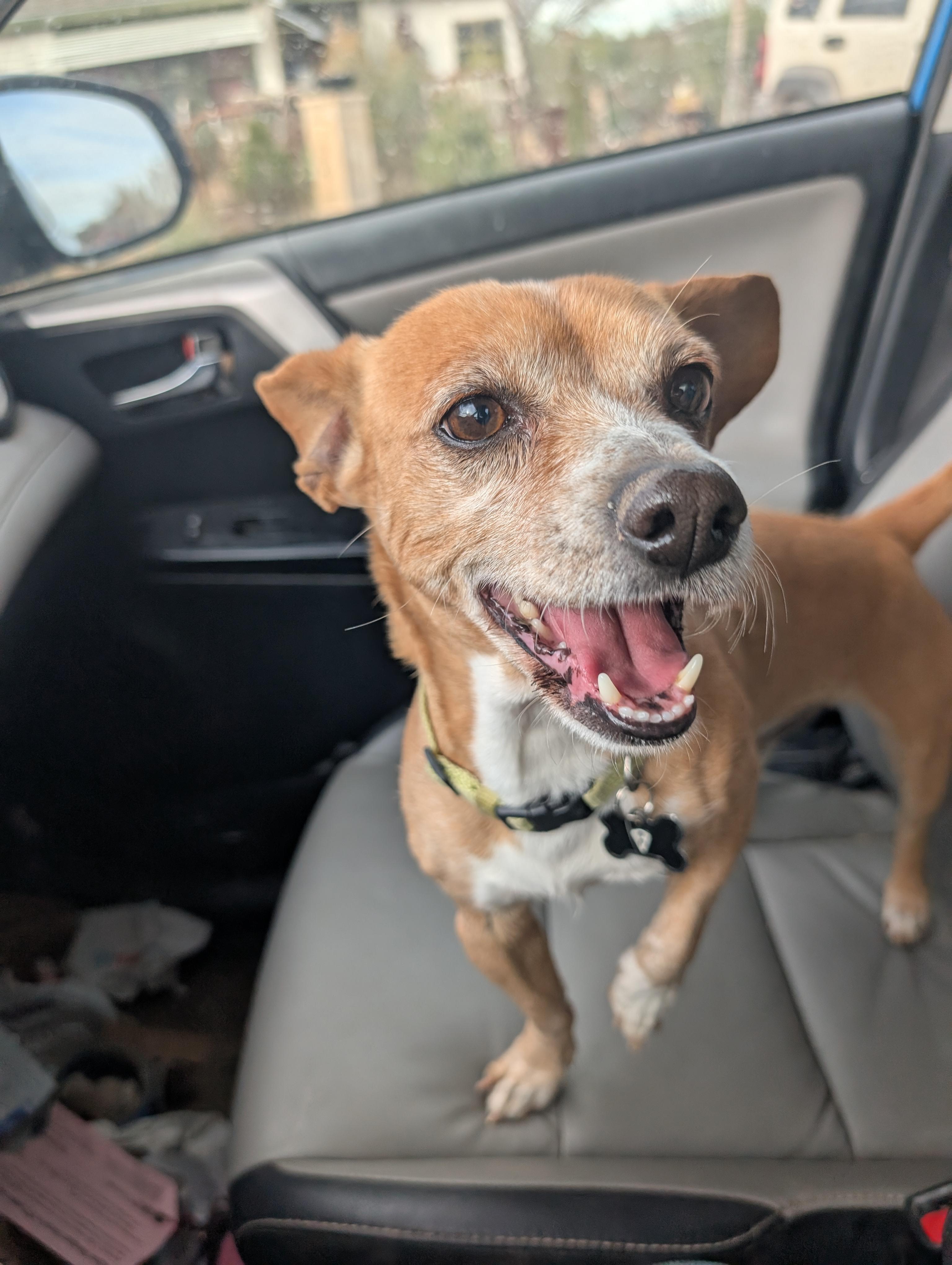 chip, a ADOPTABLE mixed breed in Saint David, AZ image 1/6