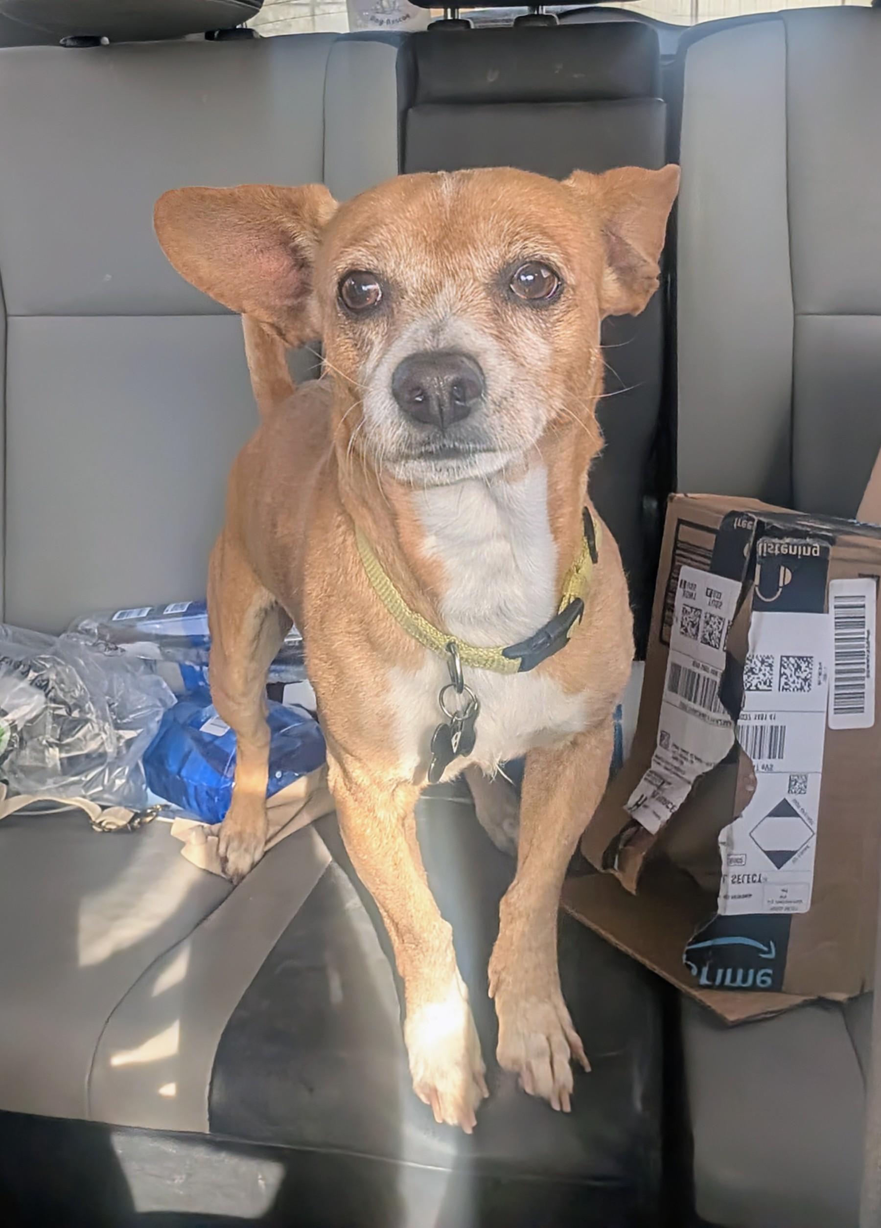 chip, a ADOPTABLE mixed breed in Saint David, AZ image 2/6