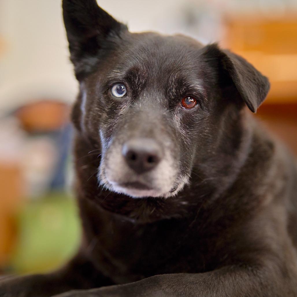 Brooke D18676, Adoptable, Senior Female Black Labrador Retriever.