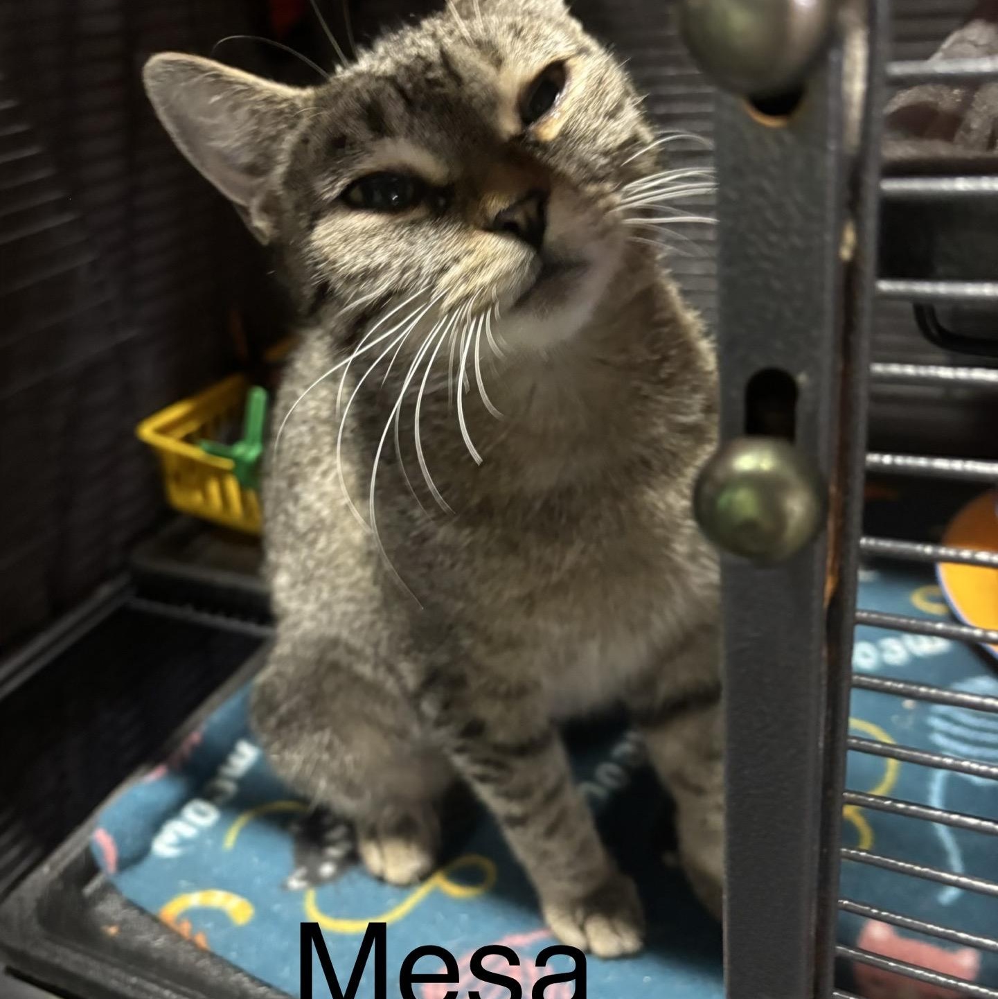 Enlarge Mesa, a Adopted Domestic Short Hair in DeWitt, NY image 2/3
