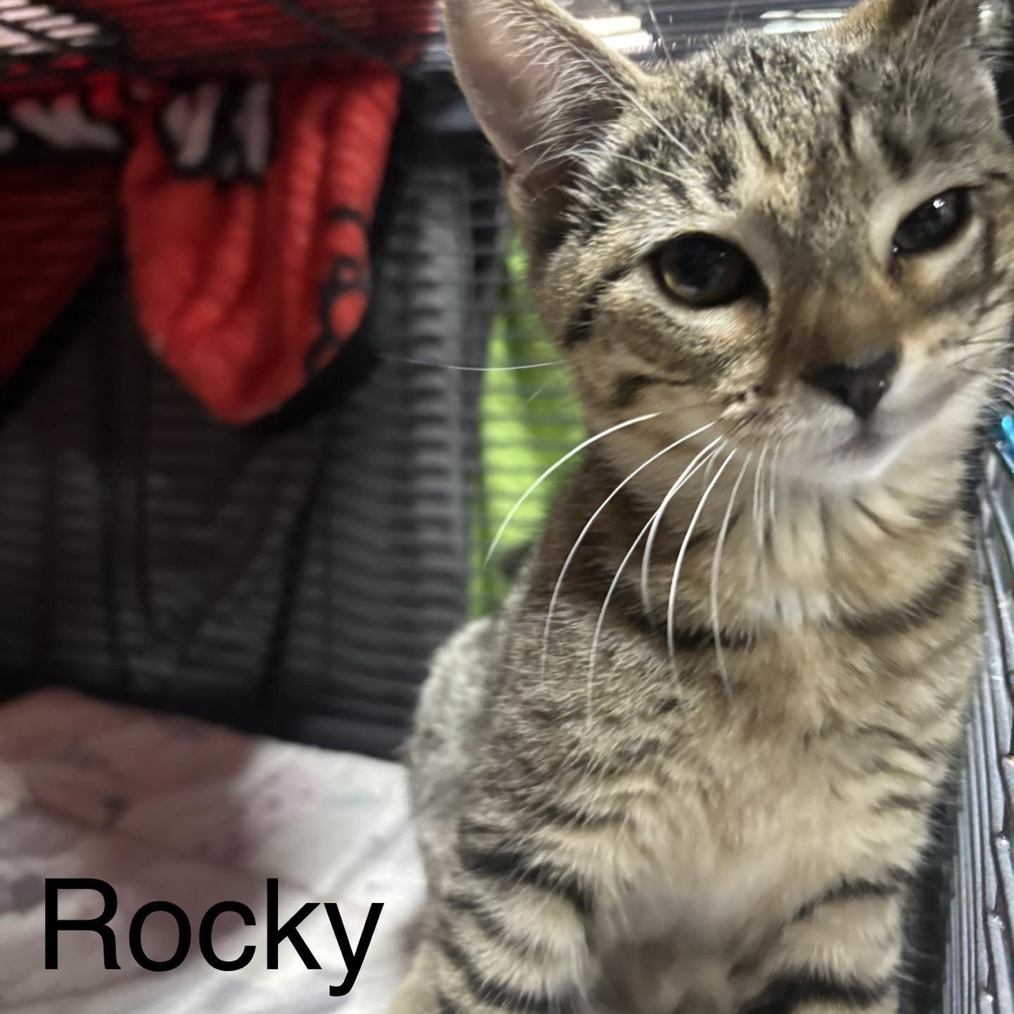 Enlarge Mesa, a Adopted Domestic Short Hair in DeWitt, NY image 3/3