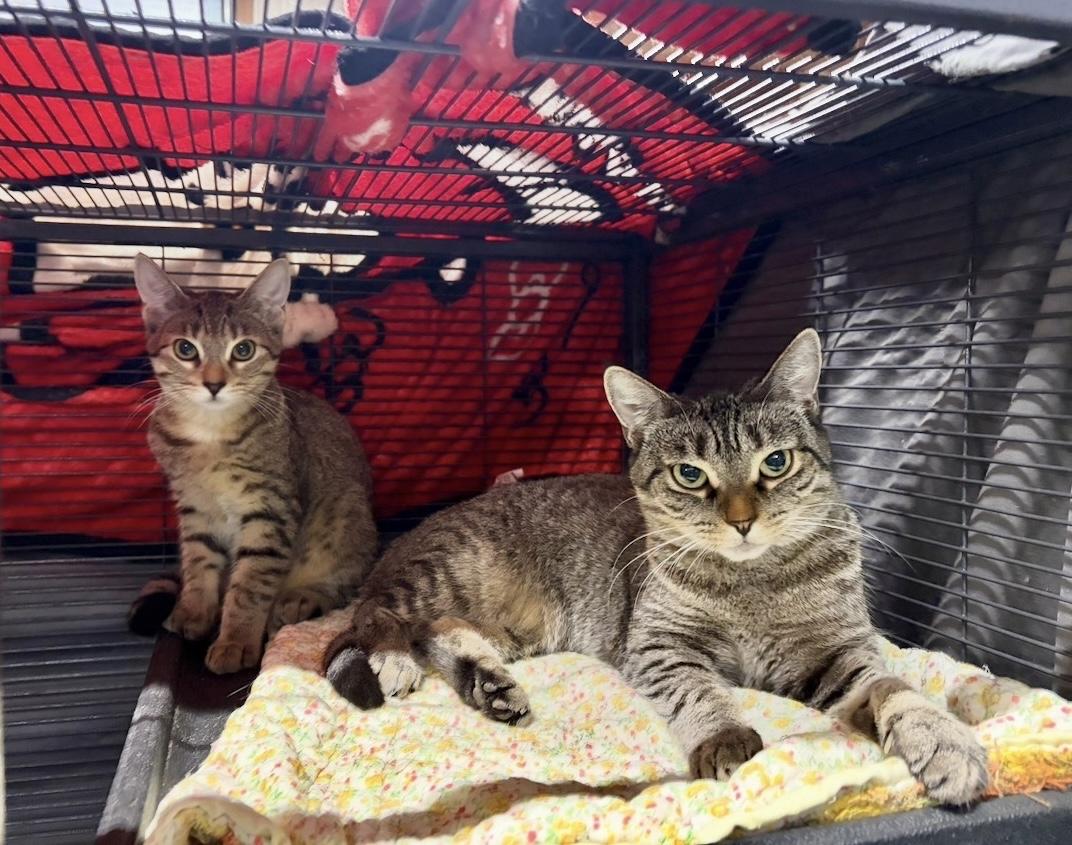 Mesa, Adopted, Young Male Domestic Short Hair.
