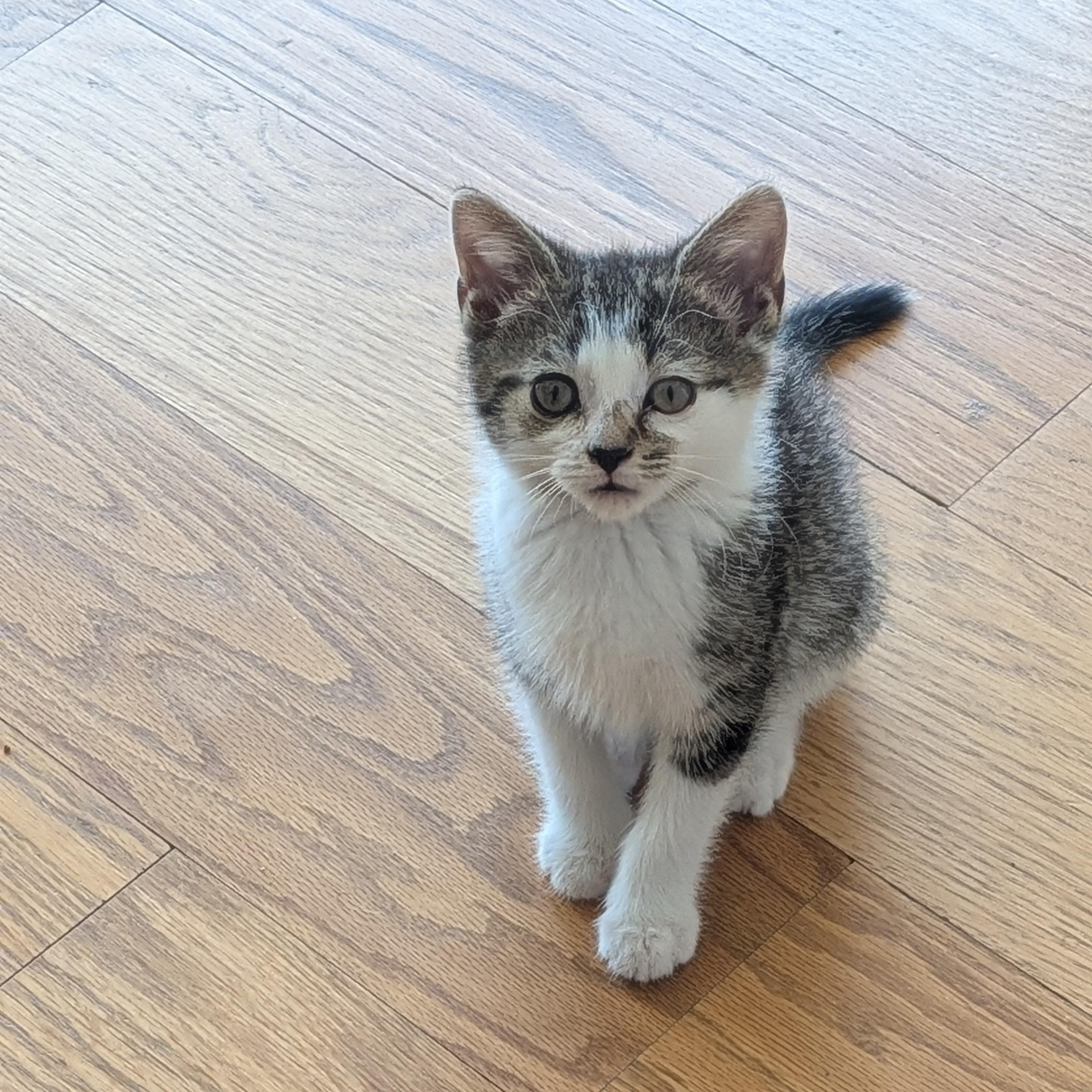 Enlarge Buster, a ADOPTABLE Domestic Short Hair in Wilmington, NC image 5/6