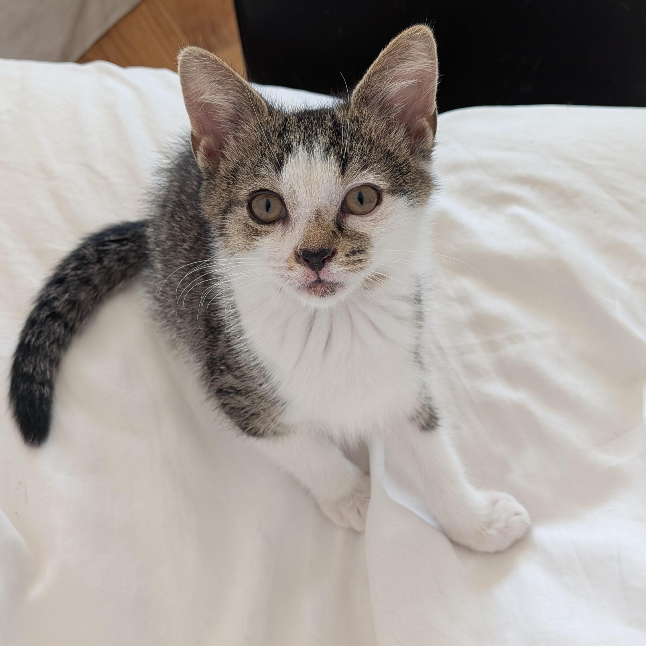 Buster, ADOPTABLE, Kitten Male Domestic Short Hair.