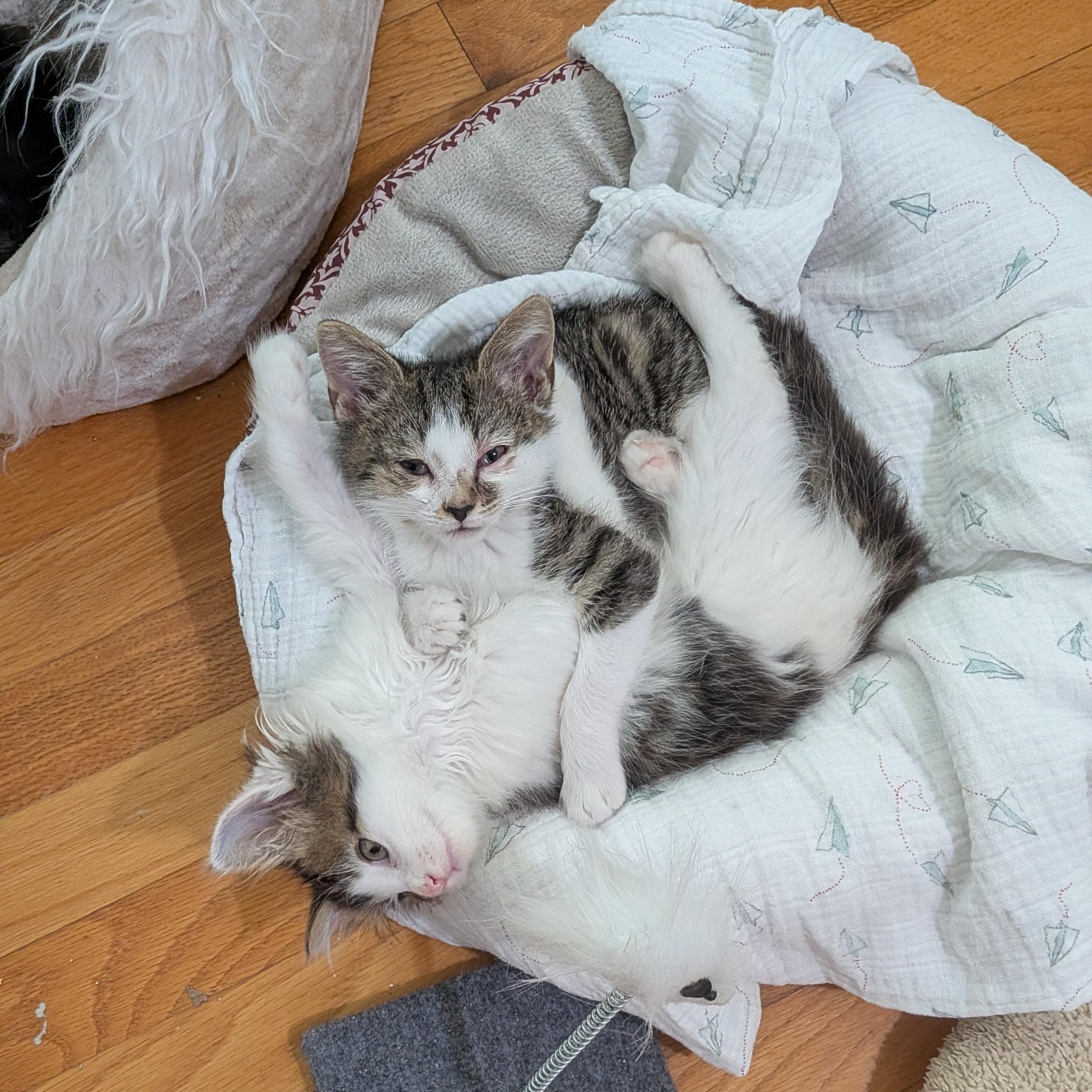 Enlarge Buster, a ADOPTABLE Domestic Short Hair in Wilmington, NC image 3/6