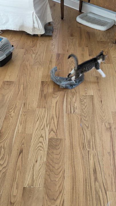 Enlarge Buster, a ADOPTABLE Domestic Short Hair in Wilmington, NC video 2/6