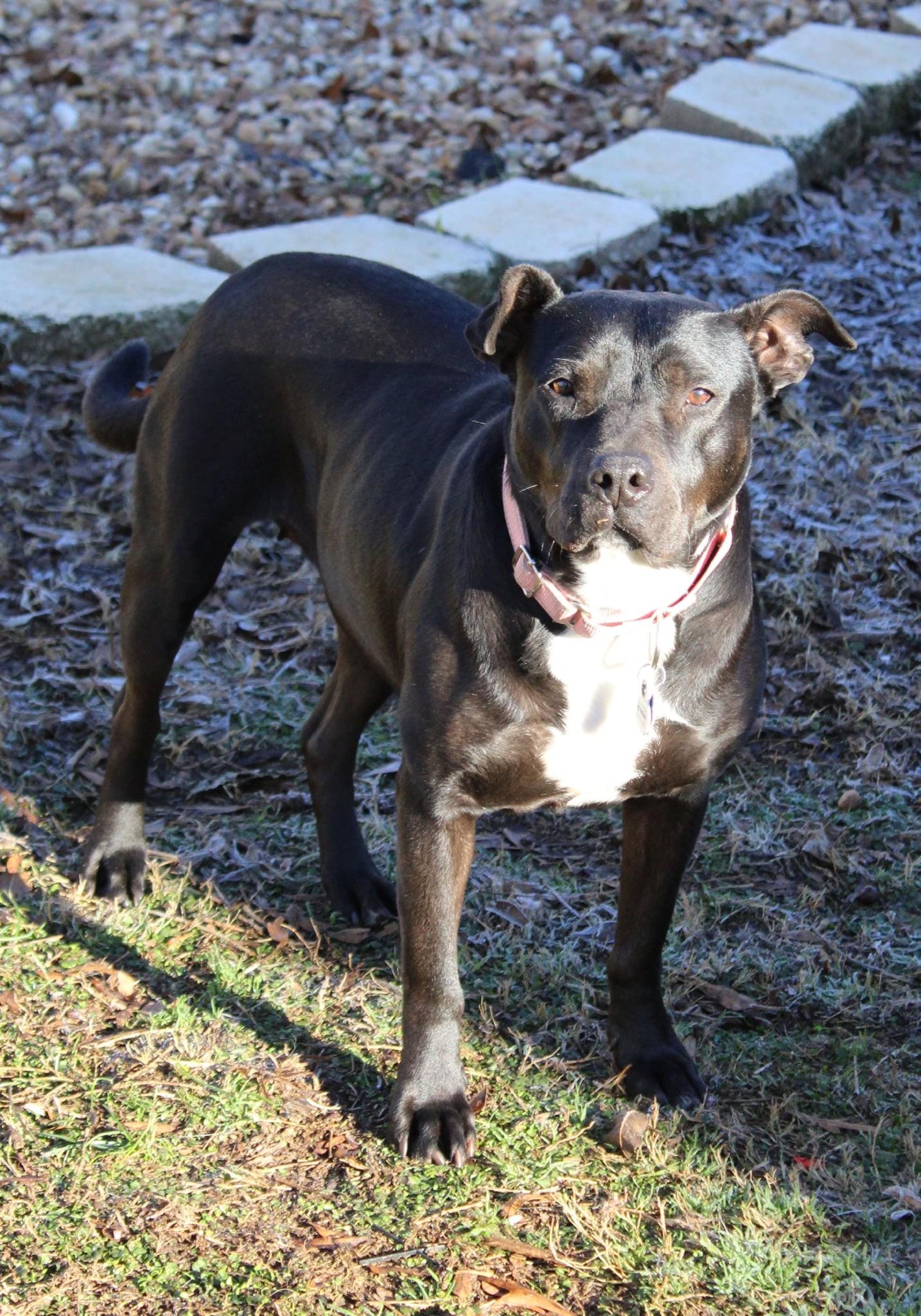 Matilda, an adopted mixed breed in Joppa, AL image 3/6