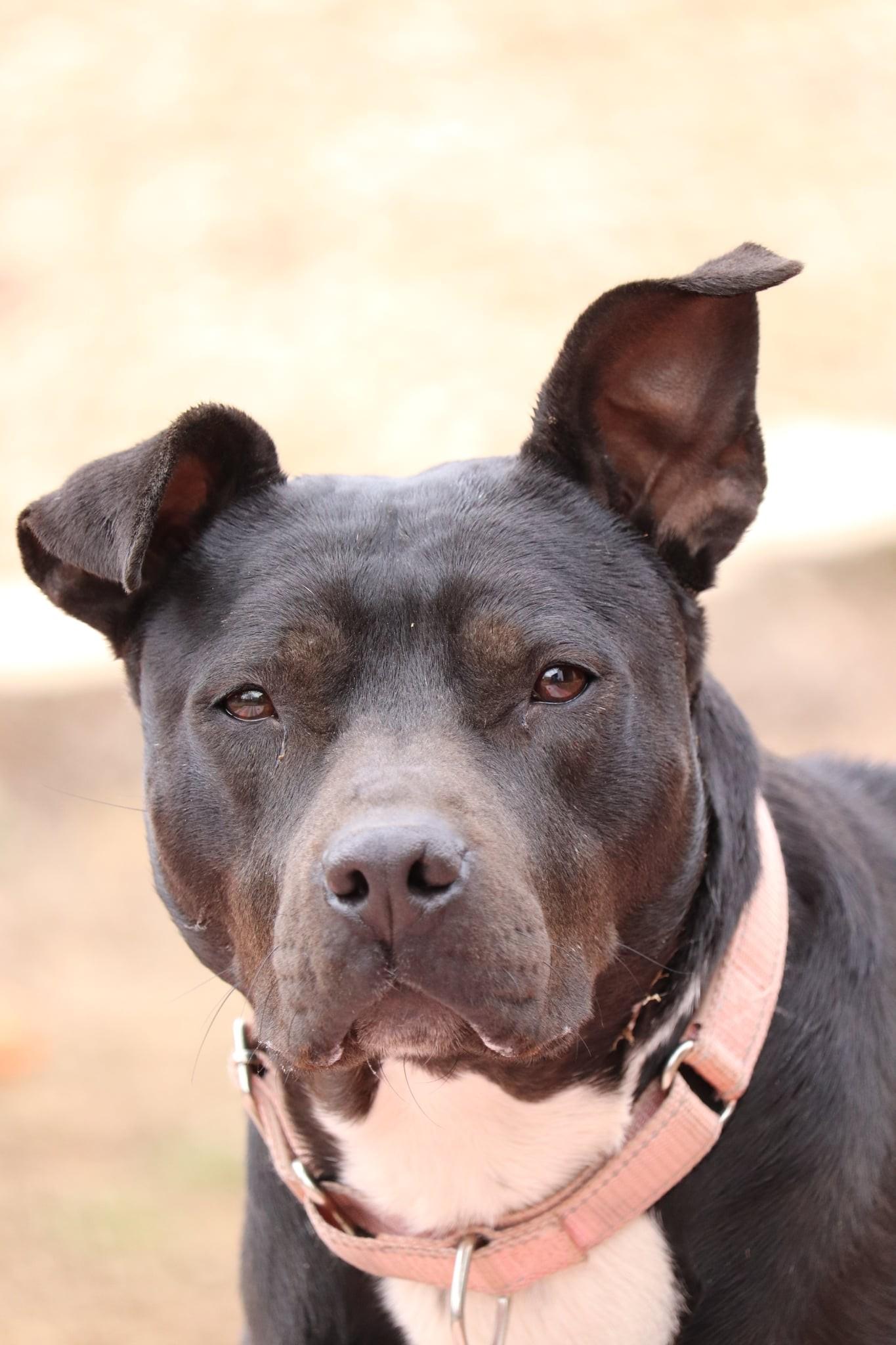 Matilda, Adoptable, Adult Female American Staffordshire Terrier.