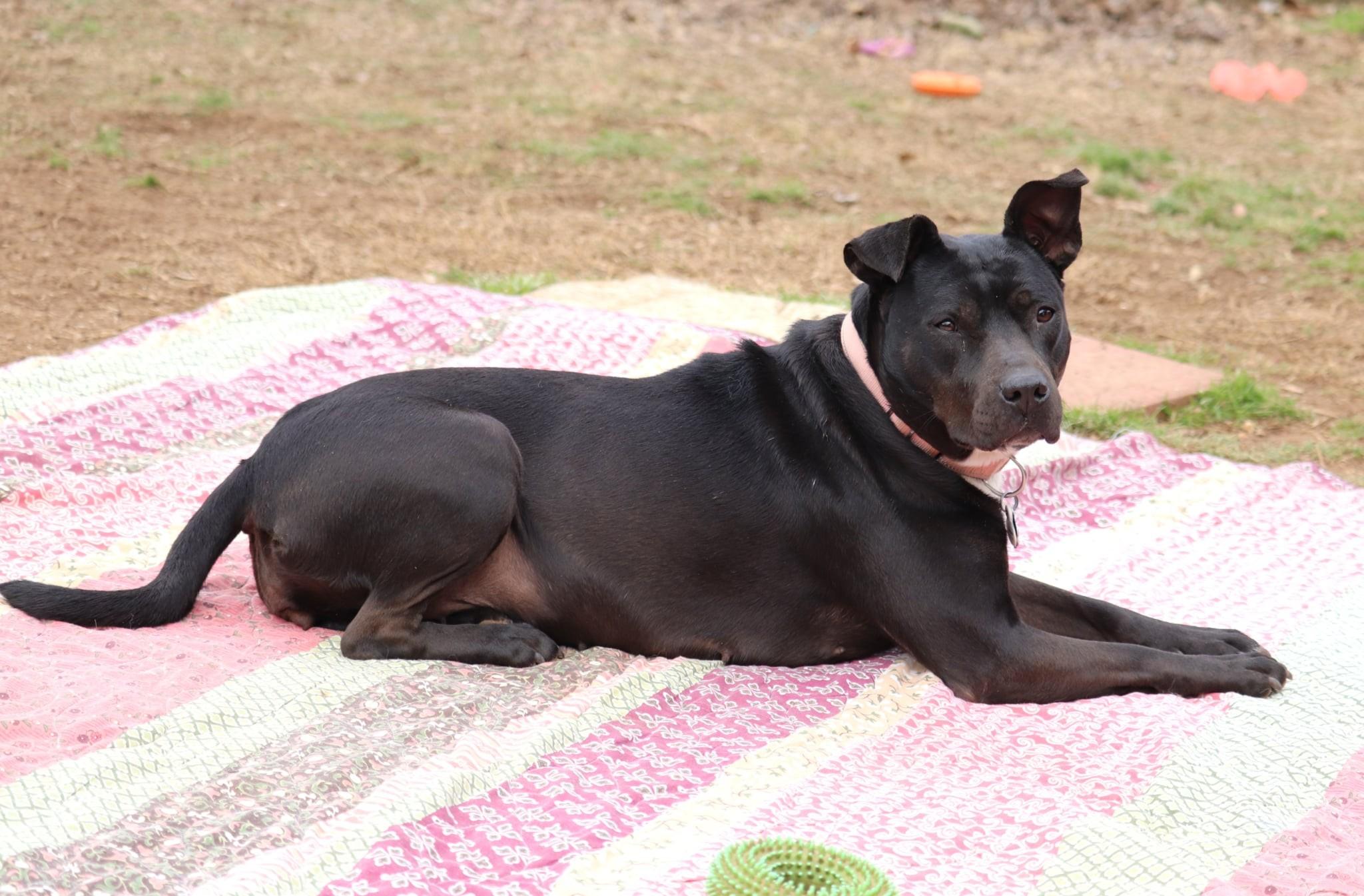 Matilda, an adopted mixed breed in Joppa, AL image 5/6