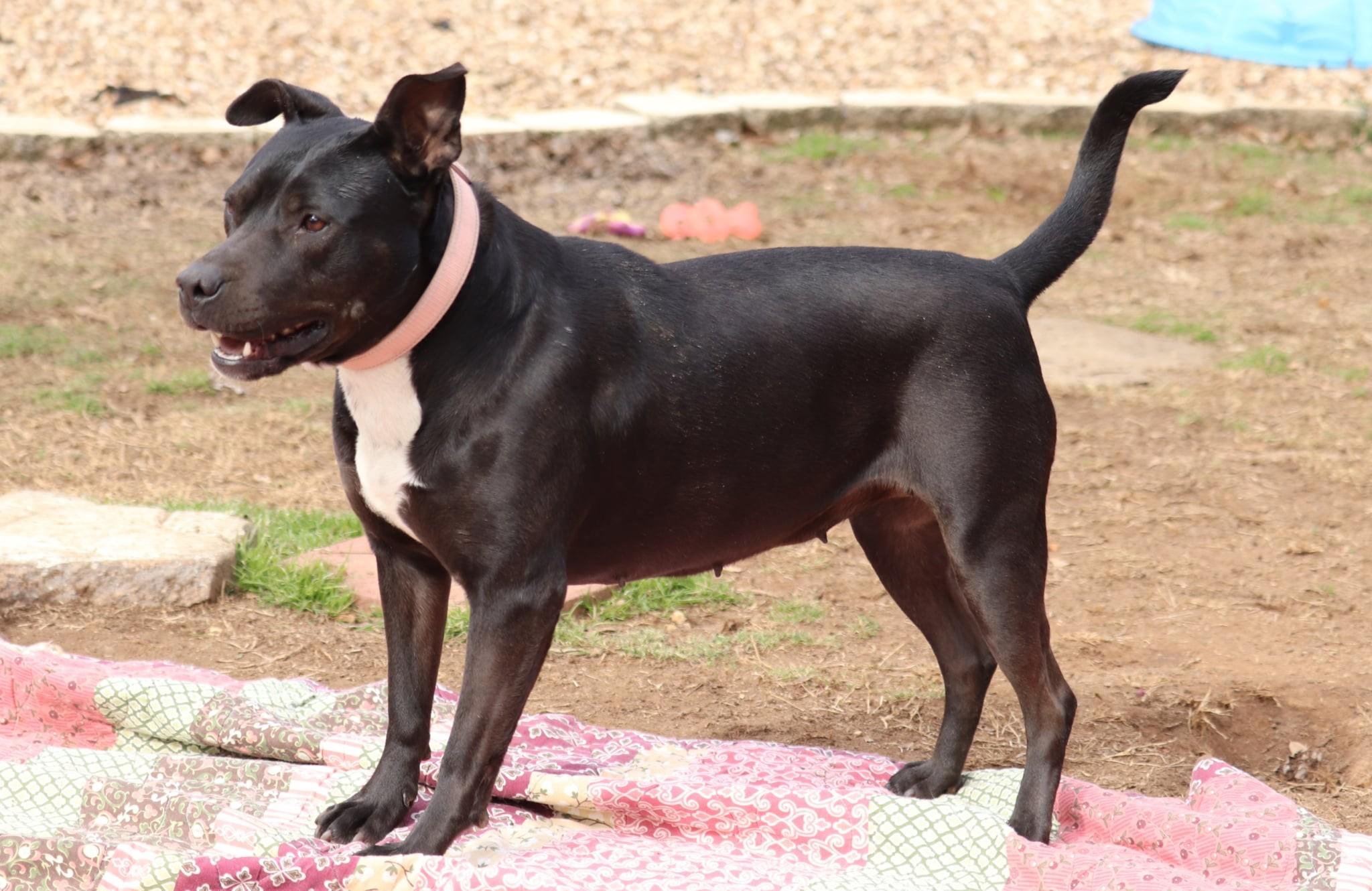 Matilda, an adopted mixed breed in Joppa, AL image 2/6