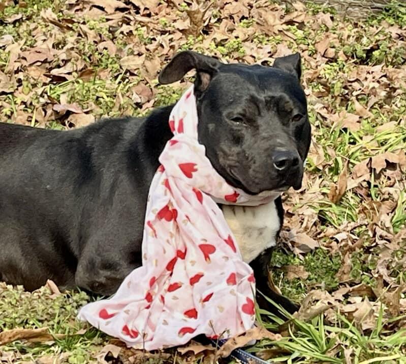 Matilda, a Adoptable mixed breed in Joppa, AL image 4/6