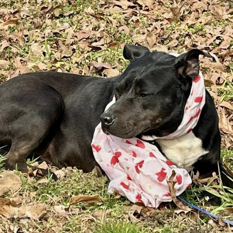 Matilda, a Adoptable mixed breed in Joppa, AL image 5/6
