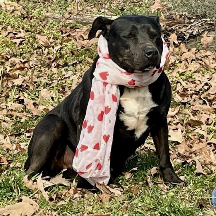 Matilda, a Adoptable mixed breed in Joppa, AL image 3/6